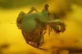 Fossil Spider (Araneae) and Prey In Baltic Amber #200193-1